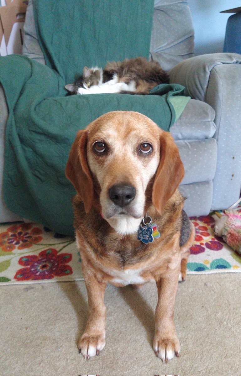 catladyfurever's tweet photo. I think we've got a gold medal contender for stinky eye!! Walter, whenever Felicity steals his chair! The first is last year (I had a worse camera, but still) and the second is from yesterday. She hasn't learned. #stinkyeye #puplympics @johnjohn_the https://t.co/dm3uSCDuN2