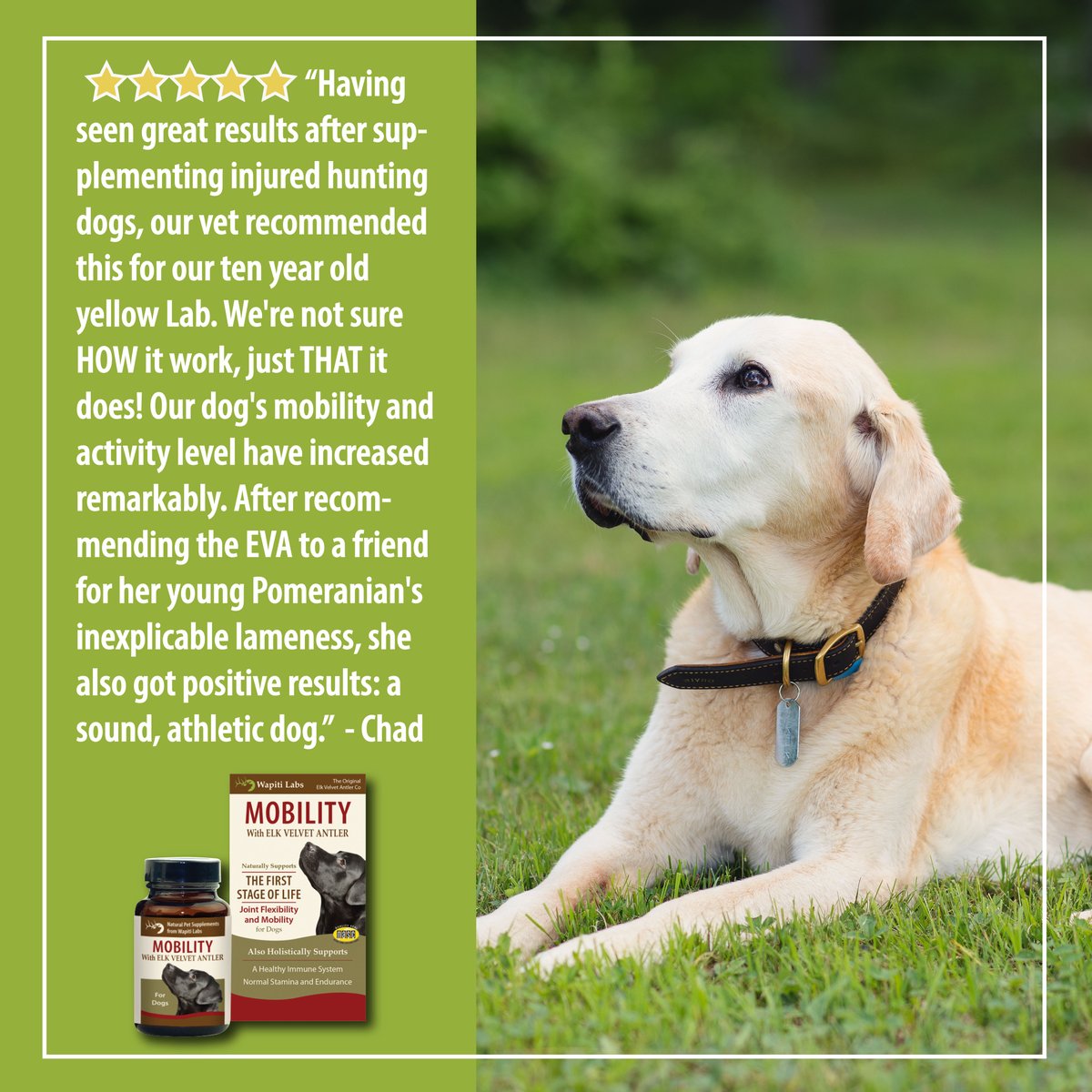WapitiLabs's tweet photo. It is TESTIMONIAL TUESDAY!! We love hearing from our pups parents! Read what Chad has to say! GET FREE shipping on Mobility during the month of July with coupon code: Mobility https://t.co/3hgcOz5EmW 

#testimonialtuesday #wapitilabs #freeshipping https://t.co/vUy6mp6lqG