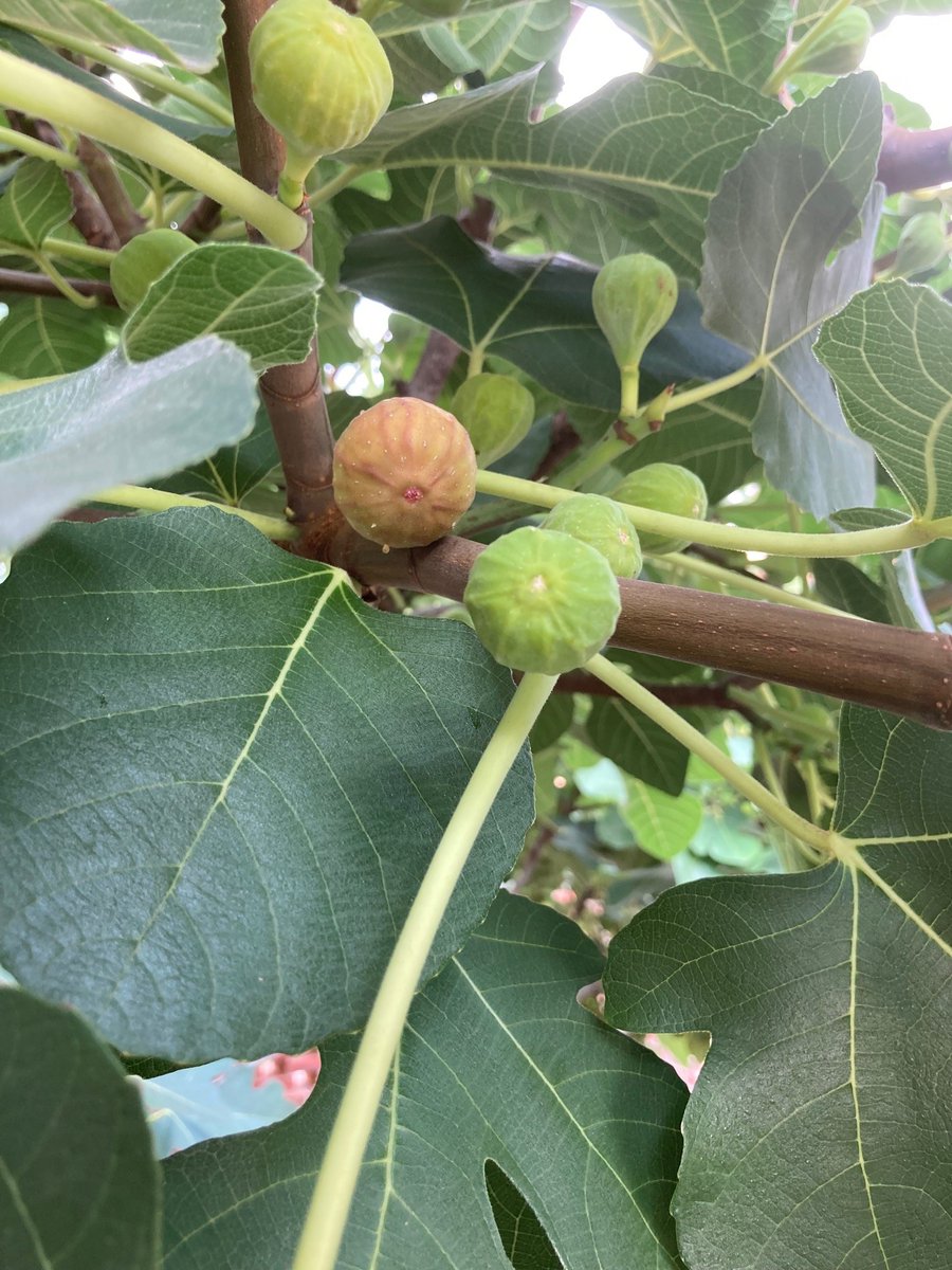 UNC_PMR's tweet image. Dropped by one of @UNC’s Edible Campus Satellite Gardens. All across campus, garden beds have been converted to incorporate edible, medicinal, and pollinator-friendly plants—free for passersby to pick! #FigTime #PestoTime #GardenThyme