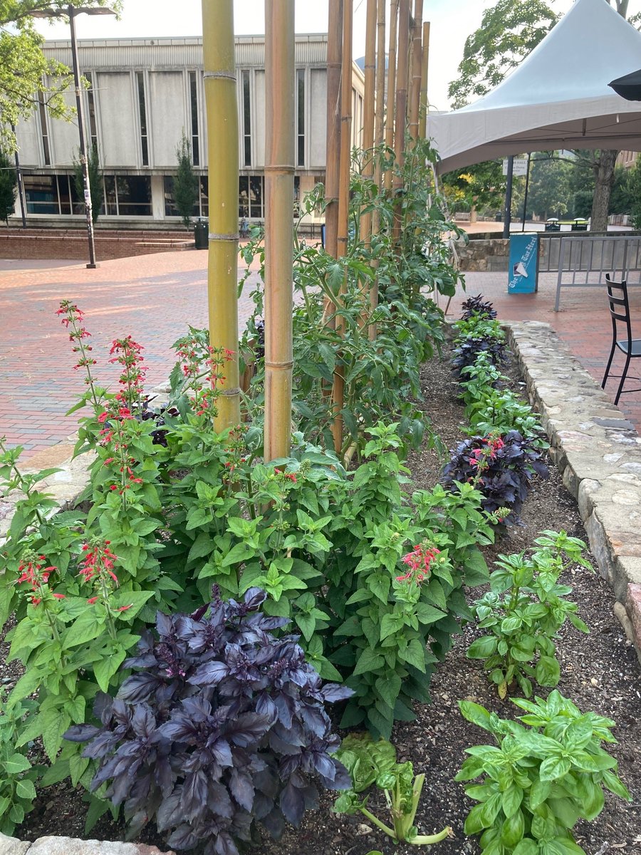UNC_PMR's tweet image. Dropped by one of @UNC’s Edible Campus Satellite Gardens. All across campus, garden beds have been converted to incorporate edible, medicinal, and pollinator-friendly plants—free for passersby to pick! #FigTime #PestoTime #GardenThyme