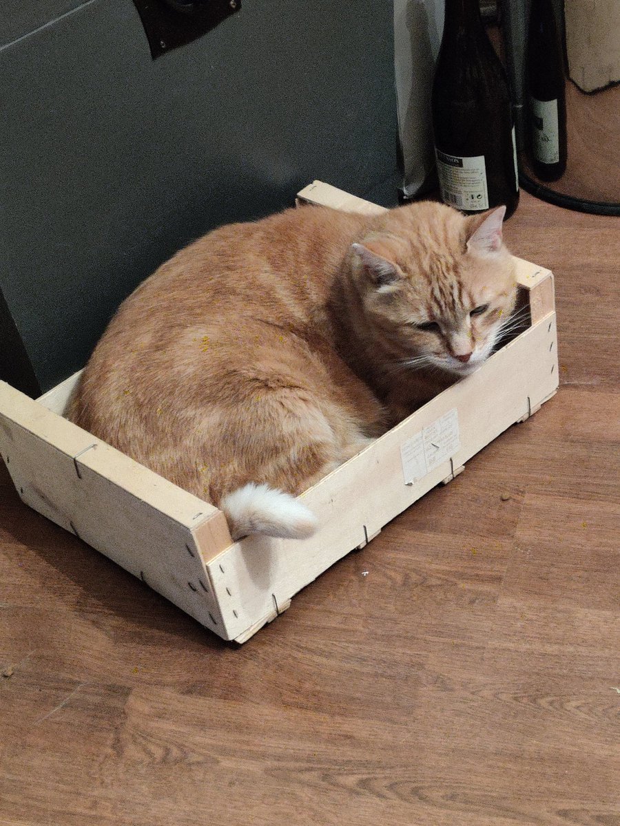 Tiis__'s tweet photo. Depuis 7 jours, mon chat Raoul a disparu.

Nous habitons à Valenciennes, proche de la sous préfecture. Il devrait être dans les alentours.
Il est remarquable car son oreille droite est coupée en forme de triangle. Si vous le voyez prévenez-nous. Merci.

RT appréciés. https://t.co/Vv6nxBAsU6