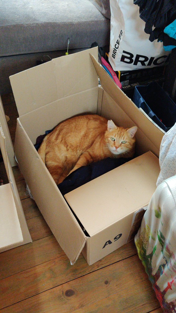 Tiis__'s tweet photo. Depuis 7 jours, mon chat Raoul a disparu.

Nous habitons à Valenciennes, proche de la sous préfecture. Il devrait être dans les alentours.
Il est remarquable car son oreille droite est coupée en forme de triangle. Si vous le voyez prévenez-nous. Merci.

RT appréciés. https://t.co/Vv6nxBAsU6