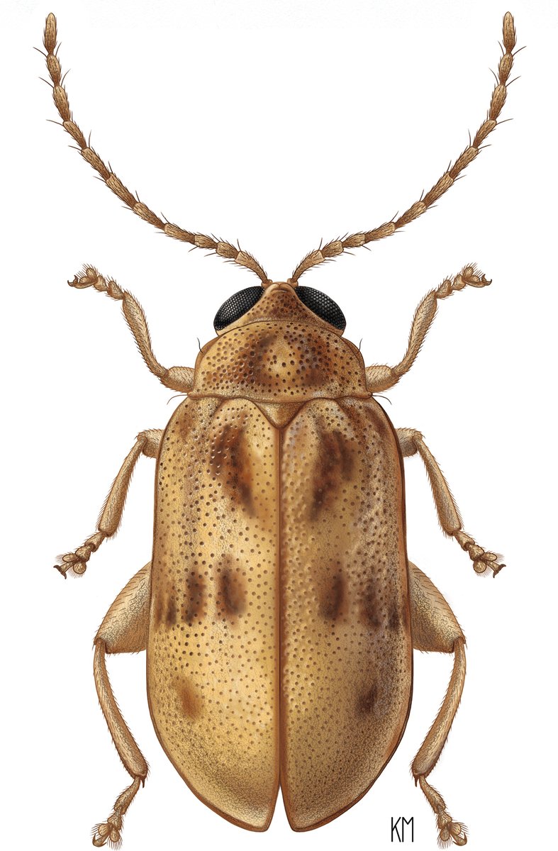 ZooKeys_Journal's tweet photo. Review of the West Indian flea #beetle genus Hemilactica describes a #NewSpecies in honour of late Terry L. Erwin, a "prolific ground beetle systematist, and pioneering scholar of tropical #Biodiversity".
🔓Research paper: https://t.co/BcjevVfGa7 #Coleoptera #Chrysomelidae #ZK44 https://t.co/3x3Jr2ux6n