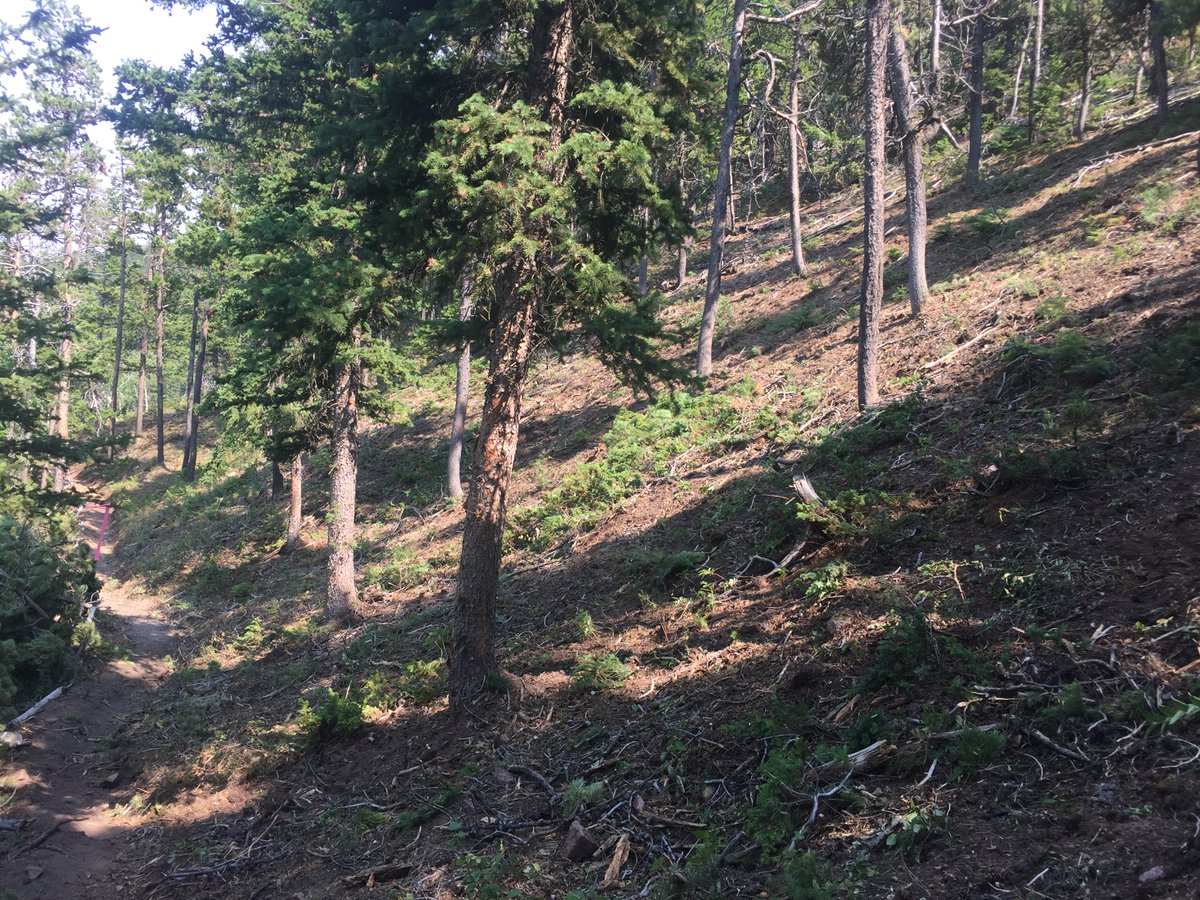 CusterNF's tweet photo. Crew members are completing a shaded fuel break to reduce wildfire risk to homes near the #RobertsonDrawFire. Shaded fuel breaks create an area of reduced vegetation but retain mature tree canopy. They act as a buffer to slow fire intensity by reducing fuel density. https://t.co/JuvpKDjUfh
