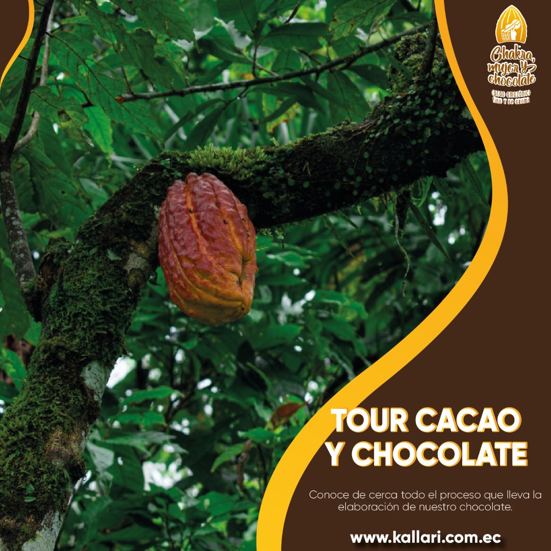Kallari_ec's tweet photo. 😊 Vive la magia del Tour Cacao y Chocolate de #kallari
Conoce de cerca la chakra, los cultivos de cacao fino de aroma y la preparación del chocolate artesanal tipo fondue.  
Tenemos varias opciones de tour, contáctate con nosotros y te asesoramos.!
https://t.co/5PjG7Zotd4 https://t.co/j1MnDbtWxz