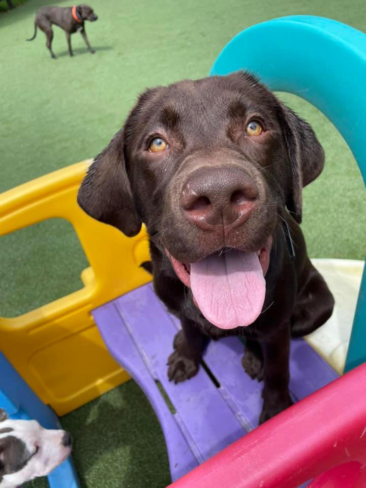 Clif Wyck Farms Kennels (ClifWyck) Twitter