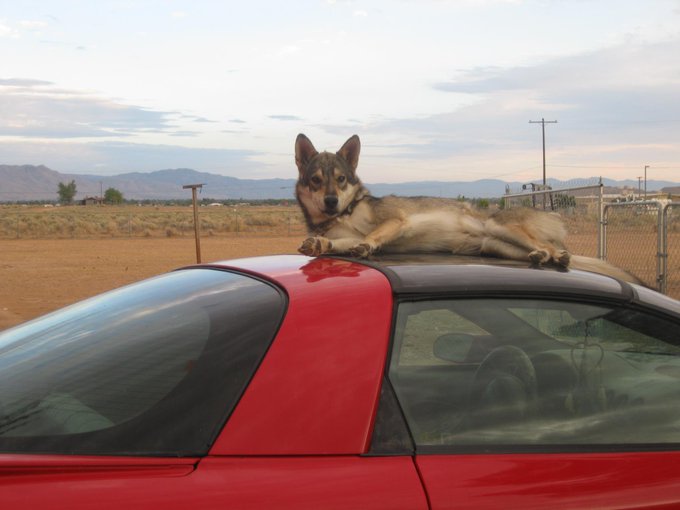 lost my wolf bellia friday...my heart brakes for you....you will be missed https://t.co/QJnr0QaZOv