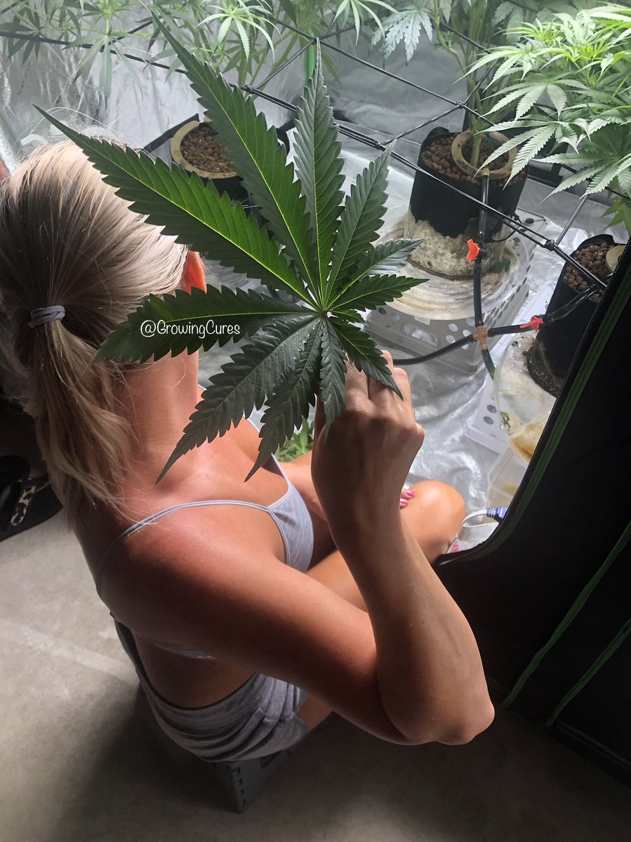 Matty_Bagz's tweet photo. Caught Mrs. Cures trimming and figured it would b a good time to update on
πbanana X π¬ land
#freetester from @heknowsgrows @irvineseeds
7 weeks from planting, 2.5 weeks into flower. More updates coming soonβ¦. https://t.co/57SHUY9F4P
