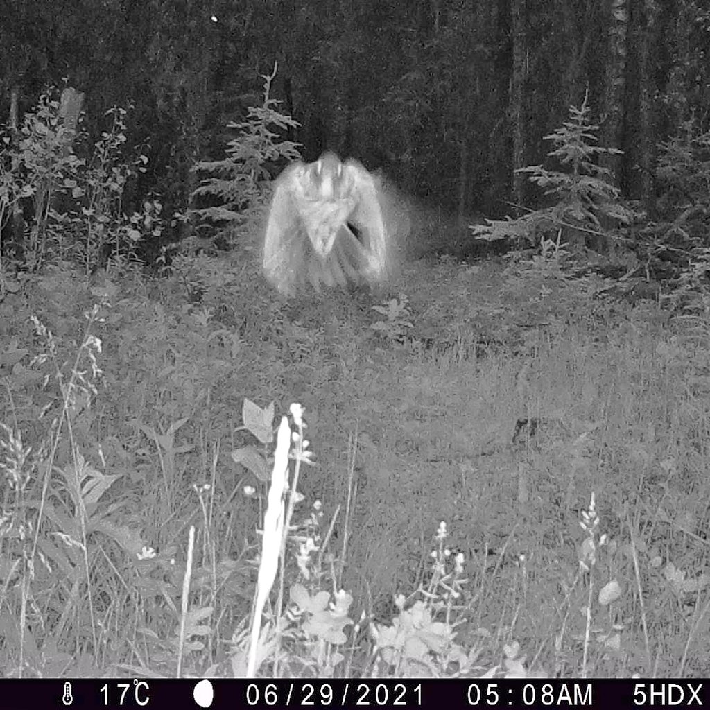 viv_iam's tweet photo. I don't often share pics of the little critters in the woods! #skunk #woodchuck (aka #groundhog ) #mysterycritter #batbird (a robin I think) #natureisawesome https://t.co/nBTMIi7nIg