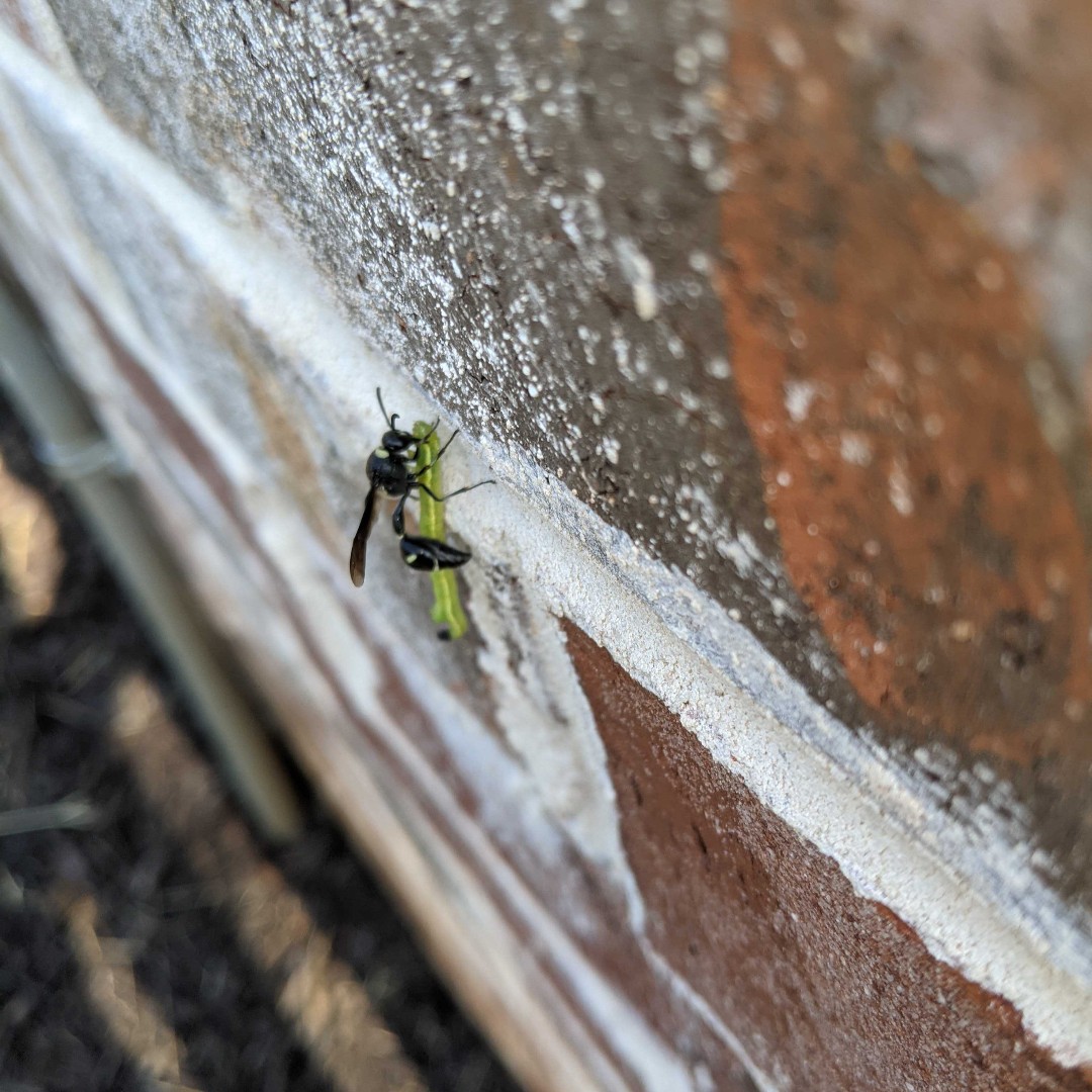 ScoutPest's tweet photo. Wasps are unwelcome guests. While many companies exclude wasps entirely from their service, we will treat nesting sites and sweep nests down 16 feet or lower! https://t.co/c1x4768RlV