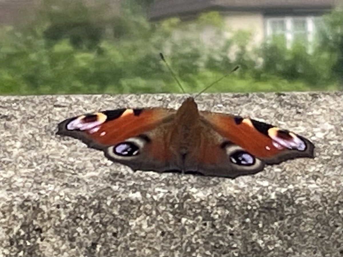 FSmallcorn's tweet photo. Not bad for a day in the garden. #butterflycount #mothcount https://t.co/YW2PmtSekl