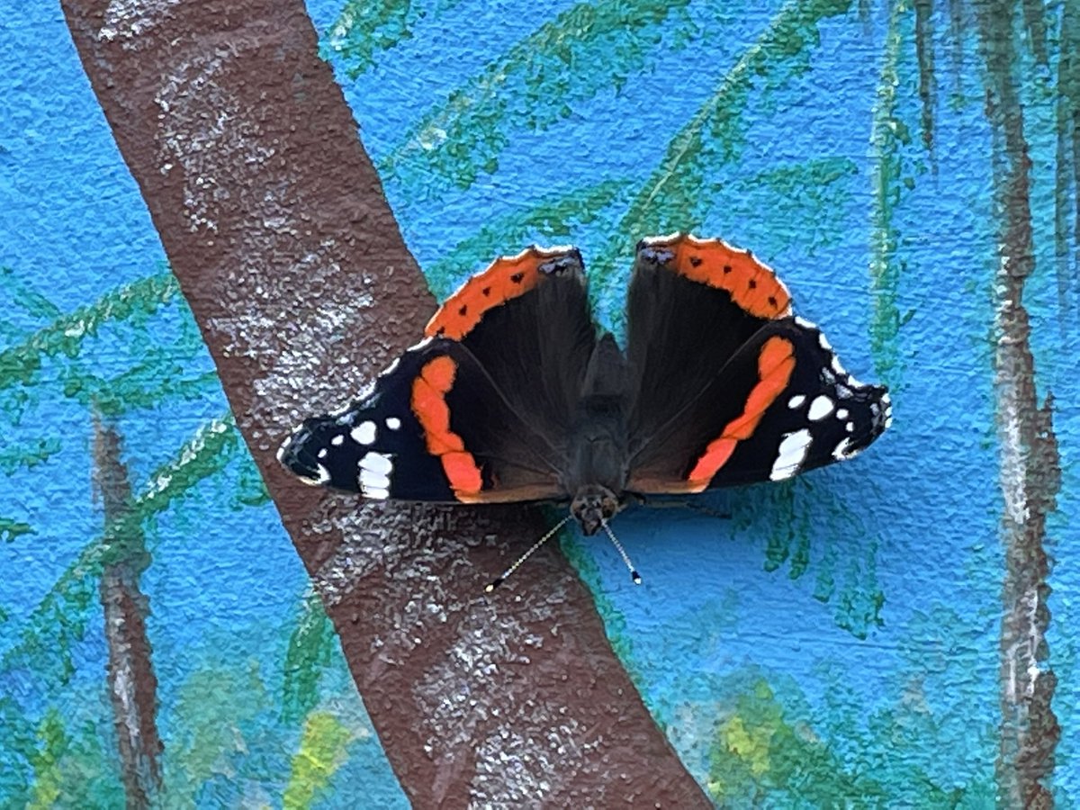 FSmallcorn's tweet photo. Not bad for a day in the garden. #butterflycount #mothcount https://t.co/YW2PmtSekl