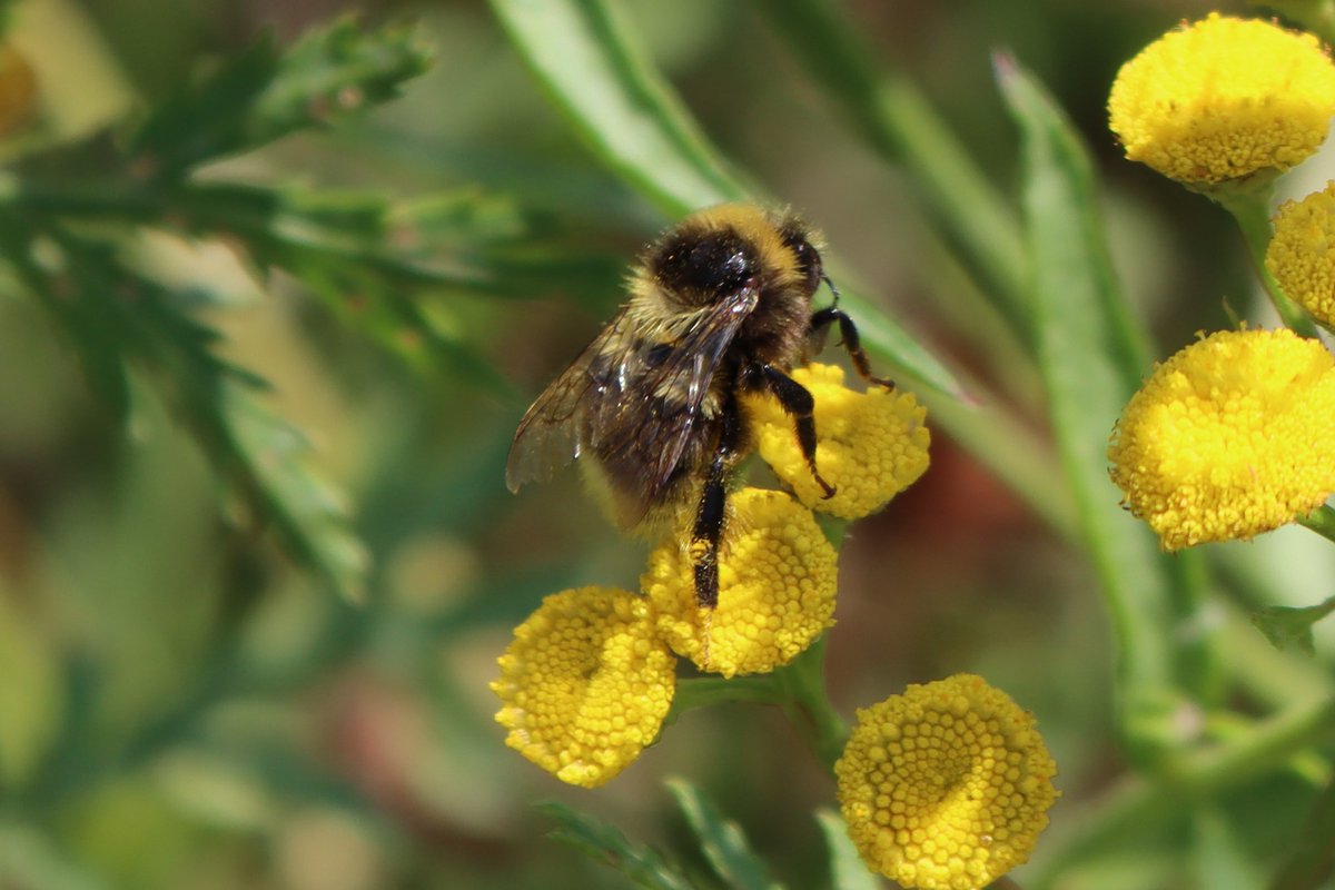 Bumblebee species Bombus semenoviellus (uralinkimalainen) can now be spotted in the Helsinki region where it seems to prefer flowers of Tanacetum vulgare. This eastern species has slowly spread towards the west in recent decades. (Helsinki 26.7.2021) https://t.co/s4dESTTOr7