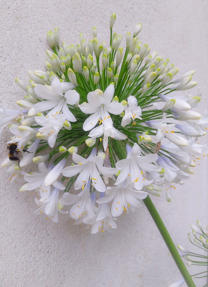 LotteTruelsen's tweet photo. I did envy Jardins Agapanthe their beautiful Agapanthe Twister - lost mine last winter 😔
#Flowers #flowerphotography #gardening #plants https://t.co/wlXy3AByhZ