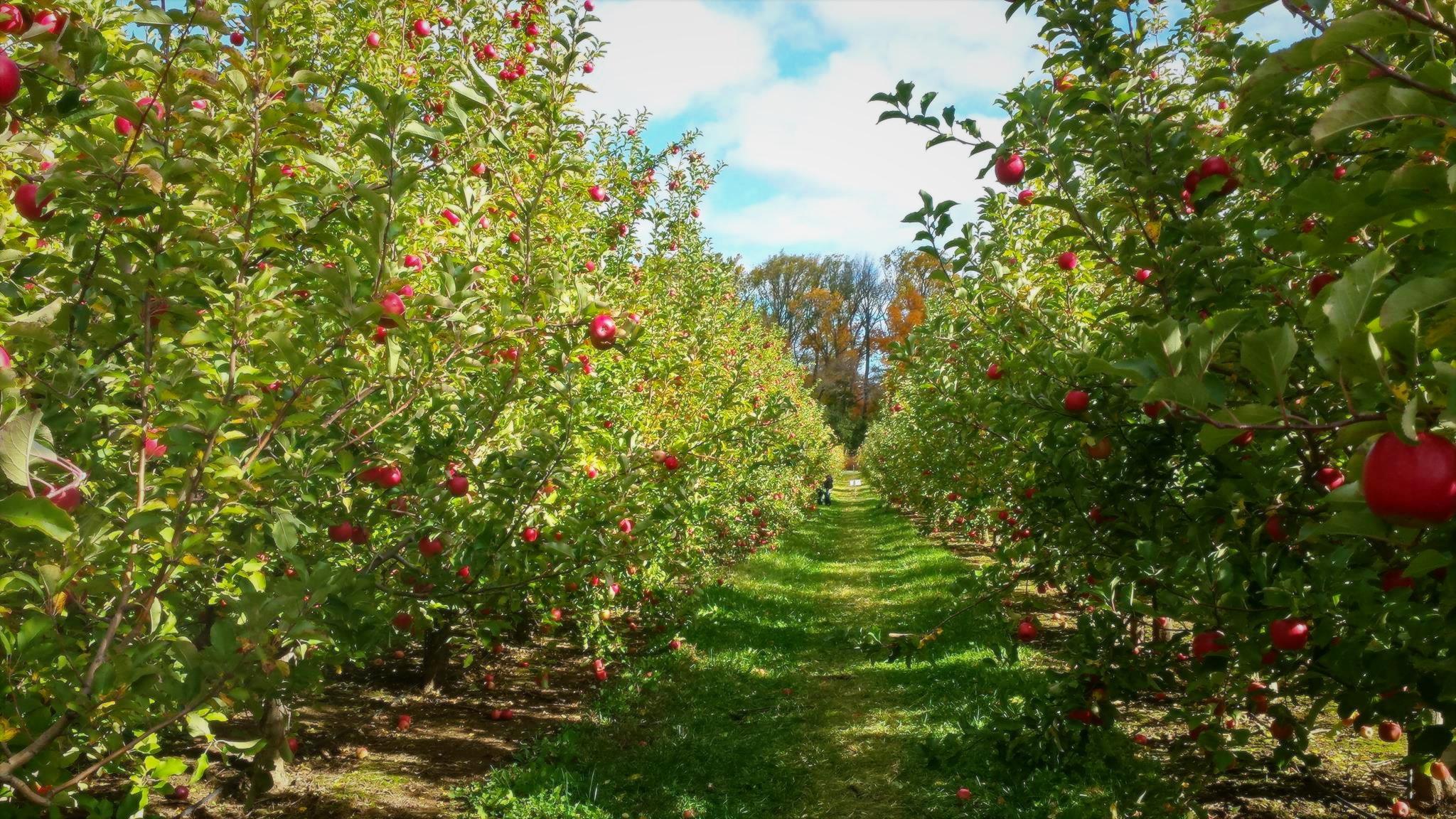 Apple Orchard