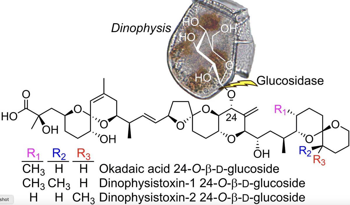 protistologists's tweet photo. Identification of 24-O-β-d-Glycosides and 7-Deoxy-Analogues of Okadaic Acid and Dinophysistoxin-1 and -2 in Extracts from #Dinophysis Blooms, Dinophysis and #Prorocentrum Cultures, and Shellfish in Europe, North America and Australasia https://t.co/tZYmLgjSv0 #Protists #Algae https://t.co/0UjEMhJqsR