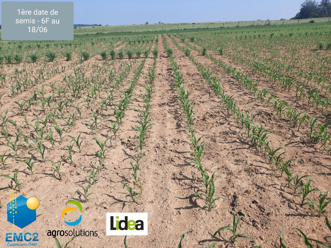 HartmannPerrine's tweet photo. Après le tournesol 🌻, le maïs grain 🌽 et le colza c'est au tour du maïs fourrage 🐄 d'avoir sa plateforme multi-facteurs : 3 dates de semis - 2 écartements - 4 densités - 2 variétés. Objectifs : sécuriser l'implantation et déplafonner les rendements avec @coopEMC2
et LIDEA #3VA https://t.co/XoRk2y53FS