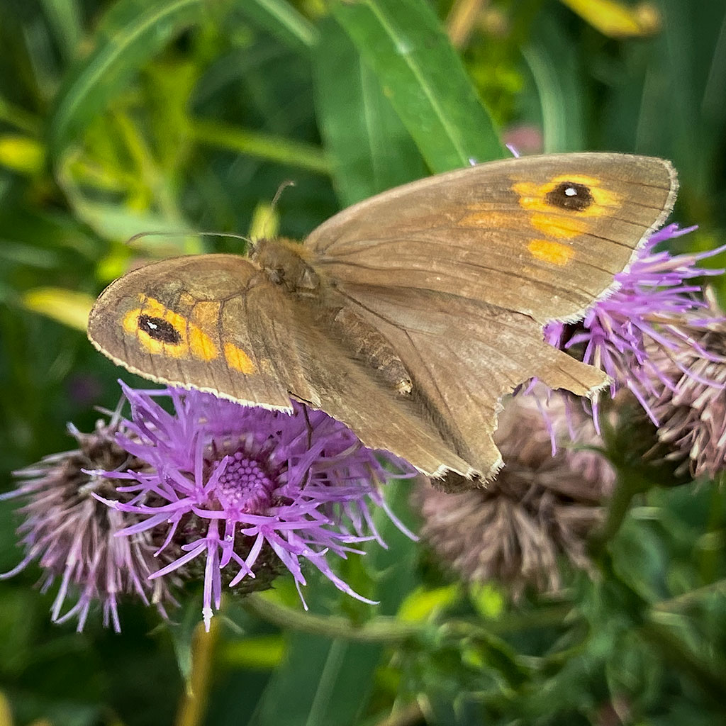 Wild_Yorkshire's tweet photo. The cuckoo-pint berries look like bunches of party balloons but there's an end-of-summer feel to the landscape and the meadow brown feeding on honey-scented creeping thistle flowers looks a bit the worse for wear.
#cuckoopint #meadowbrown #naturejournal
https://t.co/IGYu4nxXeG https://t.co/y4NPuI7Nln