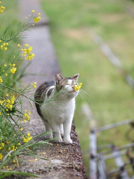 BeautyNature___'s tweet photo. even in the most difficult moments keep looking for  beauty. 
#CatsOfTwitter #naturePhotography https://t.co/EXDk0xdHI5