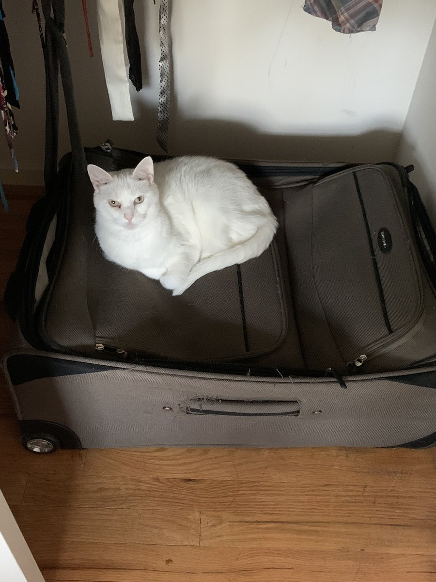 <a href="/SalemsKitties/">Gingie Salem Leo Cato Ozzy RIP Gingie</a> <a href="/Palmolive_S_Pan/">Palmolive</a> <a href="/aurora3s/">🌊😺Flo and Rear Admiral Sammy😺🌊</a> <a href="/dora_nlk/">Dora K</a> <a href="/parham1961/">jackie parham</a> <a href="/bloomnight/">ばぁむくぅへん</a> <a href="/marisbellamy1/">Maris Bellamy</a> <a href="/LindsayPH/">Lindsay Rollin</a> <a href="/LBisaillon/">Chowsie</a> <a href="/GailCarangelo/">Gail K. Carangelo</a> Fanks Cato and family!😽😽😽😽😽😽😽😽😽😽😽😽😽😽😽😽❤️❤️