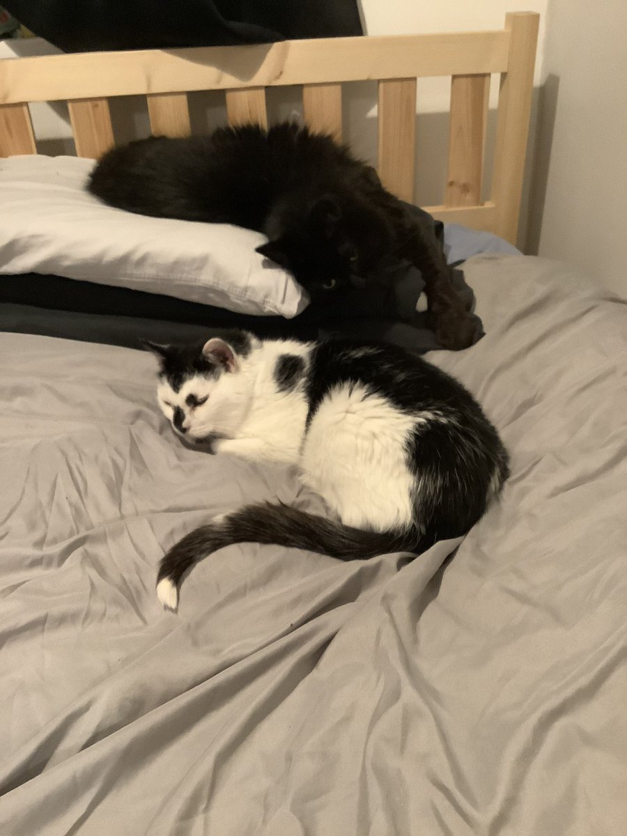 Gingie Salem Leo Cato Ozzy RIP Gingie (@salemskitties) on Twitter photo 