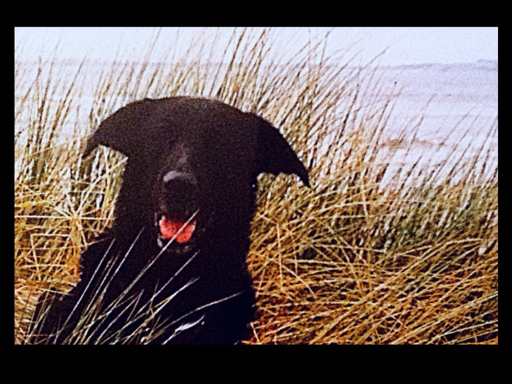 MabelMcCracken's tweet image. #TongueOutTuesday mr muggs at #DilllonBeach