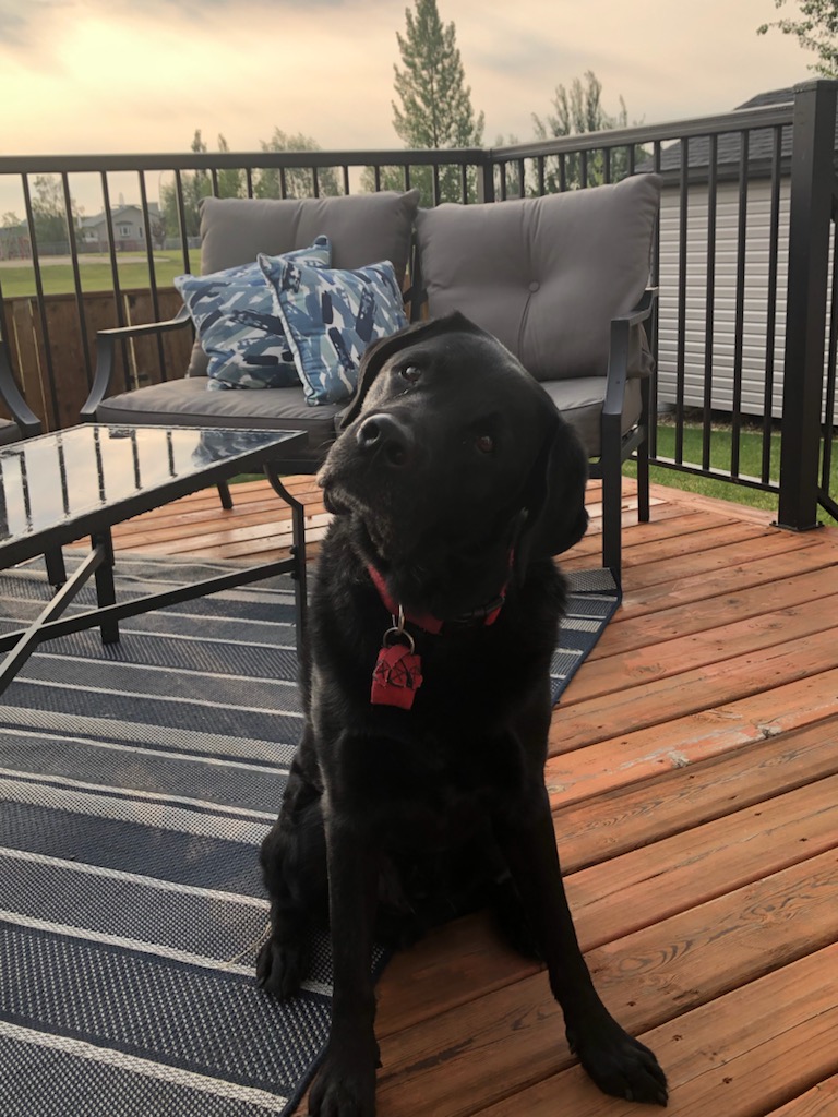 Vaughn is 7 years old today! 🎂 He lives with Raylene, the best partner imaginable <a href="/dogs_with_wings/">Dogs with Wings</a>