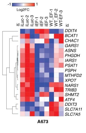 MCR_AACR's tweet image. Studies by Jiménez et al provide new insights into #MetabolicReprogramming in #EwingSarcoma and uncover a previously undescribed role for menin in the regulation of the ATF4 stress-response gene and master transcriptional regulator. bit.ly/3eYuiAn @LyssiotisLab
