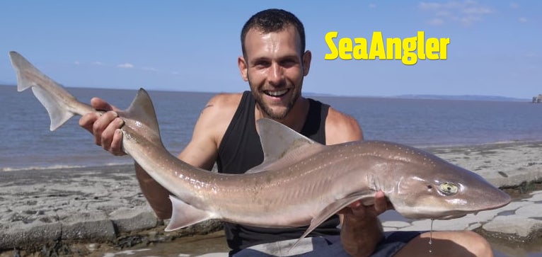 TheSeaAngler's tweet photo. A session at Shurton produced this 16lb 2oz smoothhound, a personal best, for Rich Long, from Bristol. He fished a peeler crab on a short pulley rig with size 4/0 Chinu hooks. https://t.co/GGVRAHiig0