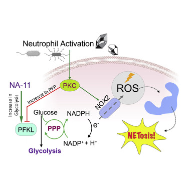 Now online! Selective activation of PFKL suppresses the phagocytic oxidative burst
#immunology
bit.ly/3rCiI36