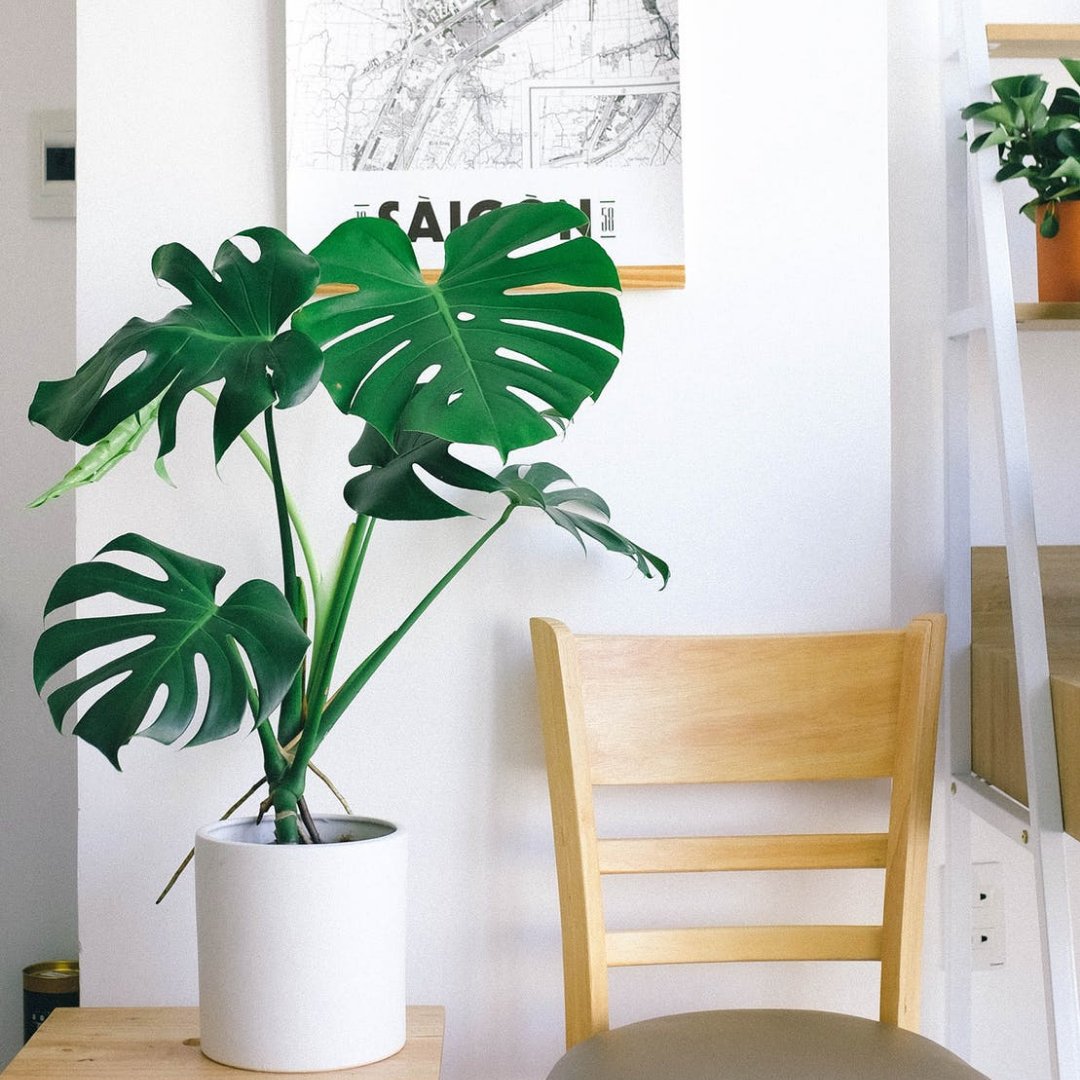 StevenLewisGrp's tweet photo. Bring life to your room with plants. Not only do indoor plants enhance the overall appearance of a space, but they've been shown to boost moods, increase creativity, reduce stress, and eliminate air pollutants — making for a healthier, happier you. https://t.co/LSwoMWOisg