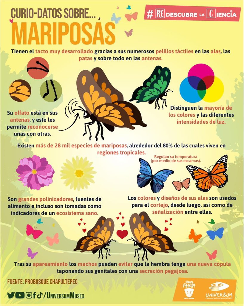 Nos encantan las mariposas! 🥰, por eso hoy te traemos estos datos curiosos  sobre ellas 🦋 🗣️ Comenta si ya los conocías o te sorprendieron tanto como  a nosotros 👇🤓 #RedescubreLaCiencia #TuUniversum, image size:818x1024