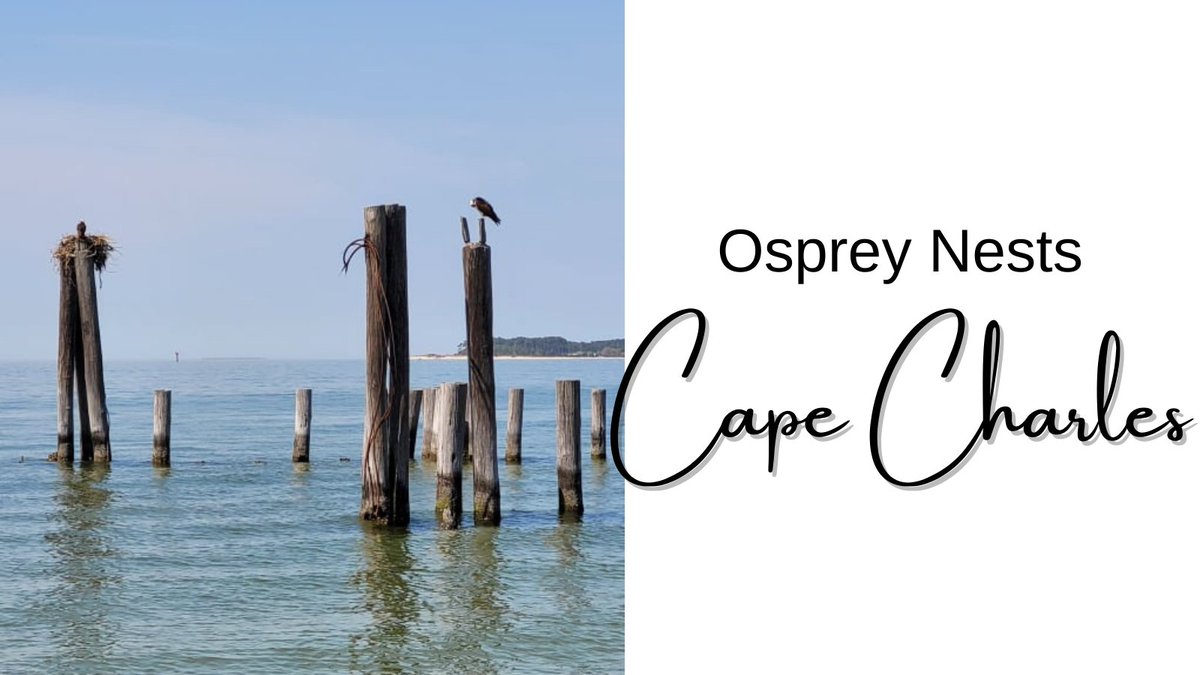 visitesva's tweet photo. The osprey nests in Cape Charles are so cool! What is your favorite spots in Cape Charles to see birds? #virginia #visitvirginia #visitesva #off13 #osprey #birdwatching #birds #saltlife #saltwater https://t.co/vnQ5YFiLUE