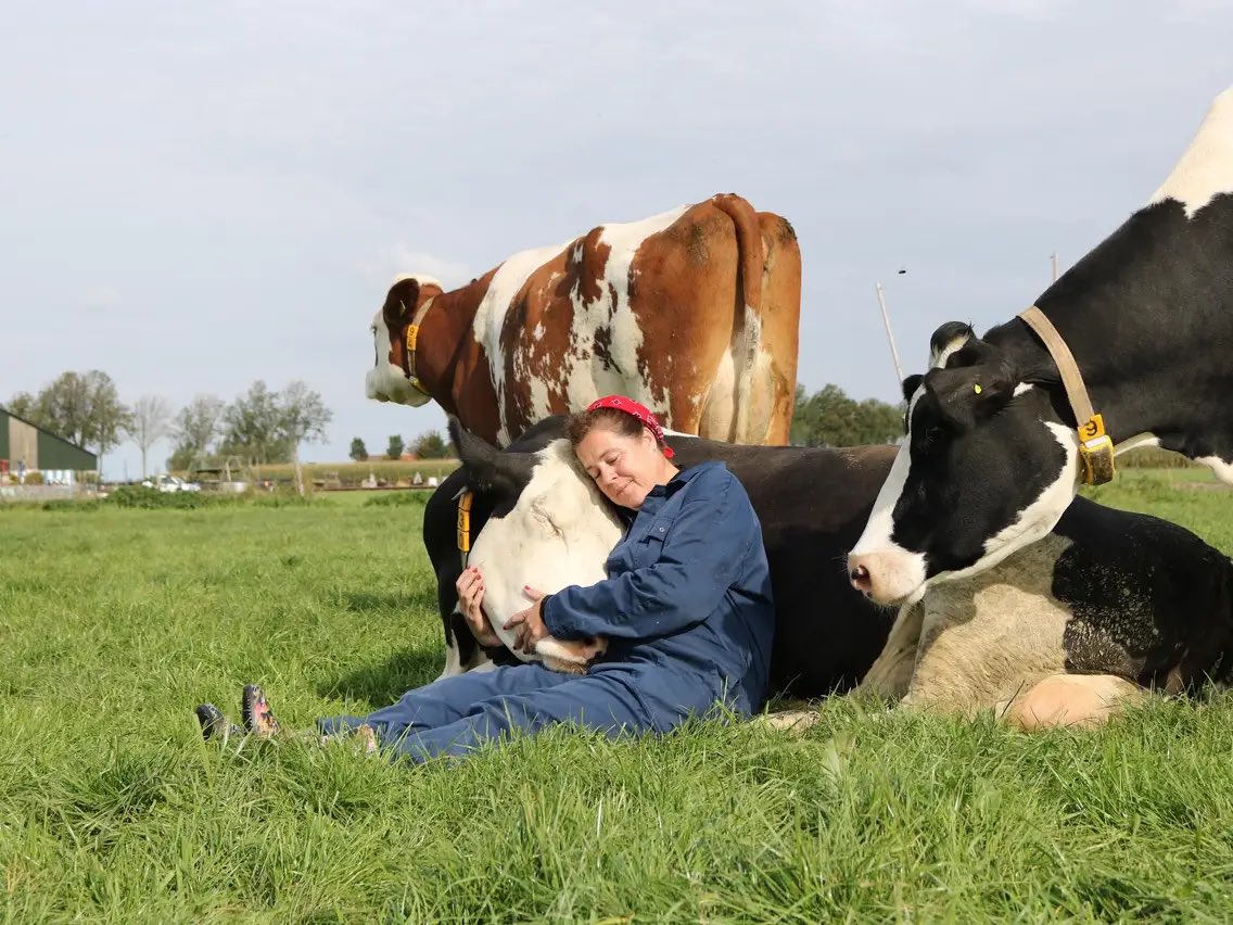 Cow tweet media
