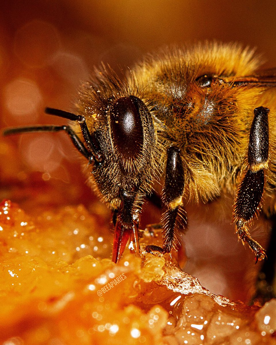 Lovely closeup! #🐝 #inmyapiary #beeapiaries
.
Canon EOS 7D, Canon EF-S 60mm f/2.8 Macro USM, f/8.0, 1/250 sec, 400 iso
.
#CanonFavPic #macro #adobestock #microphotography #beekeeping #honeybee #honeybees #honeybee🐝 #apiary #bee #bees #naturegram #apiculture #savethebees