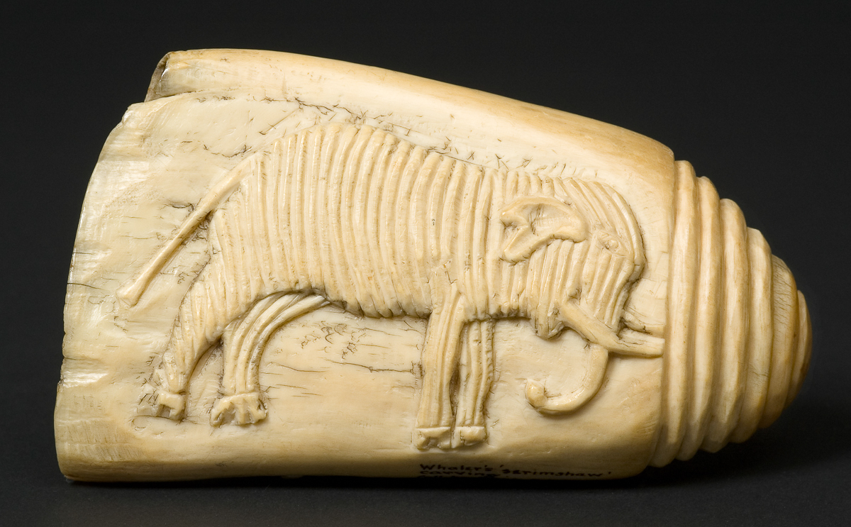 Pitt Rivers Museum tweet media