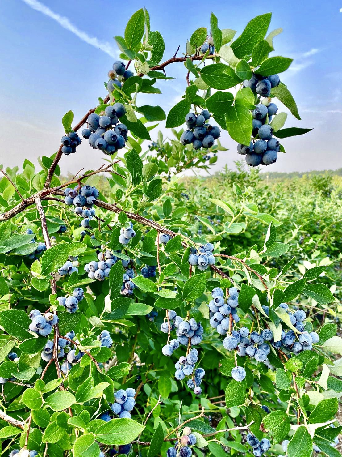 hammonton new jersey blueberries
