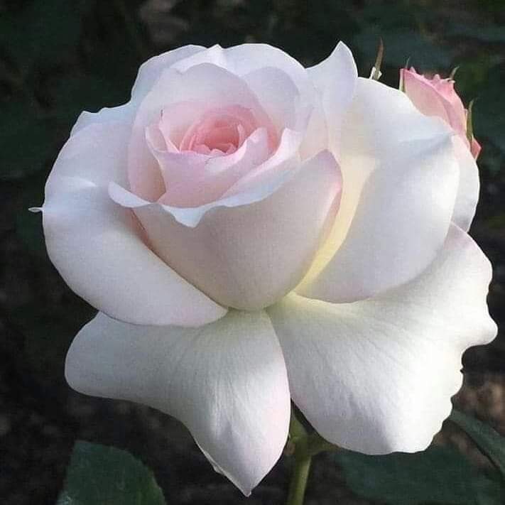 riekahemd1's tweet photo. @MiraShamy345 مين زعلك وانا ابحث امه https://t.co/QusxdVysUG