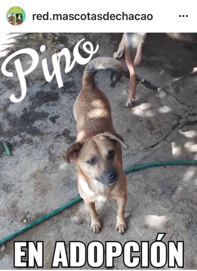 yaracalcagno's tweet photo. Difundo. 🥰🐶🥰PIPO EN ADOPCIÓN 🥰🐶🥰Soy Perro mestizo de 3 años, de carácter amable, guardián, puede estar con adolescentes, tamaño mediano a pequeño, busca hogar que le dé amor
Contacto 58 4141003269. Ubicado en Chacao #adotanocompres #adoptaunmestizo #adoptaunperro https://t.co/Ap5AUug4s9