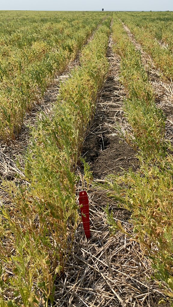 WiensSeedFarm's tweet photo. #CDCSimmie small red lentils here. 2.8” precip on season. https://t.co/CFjfaolkwr