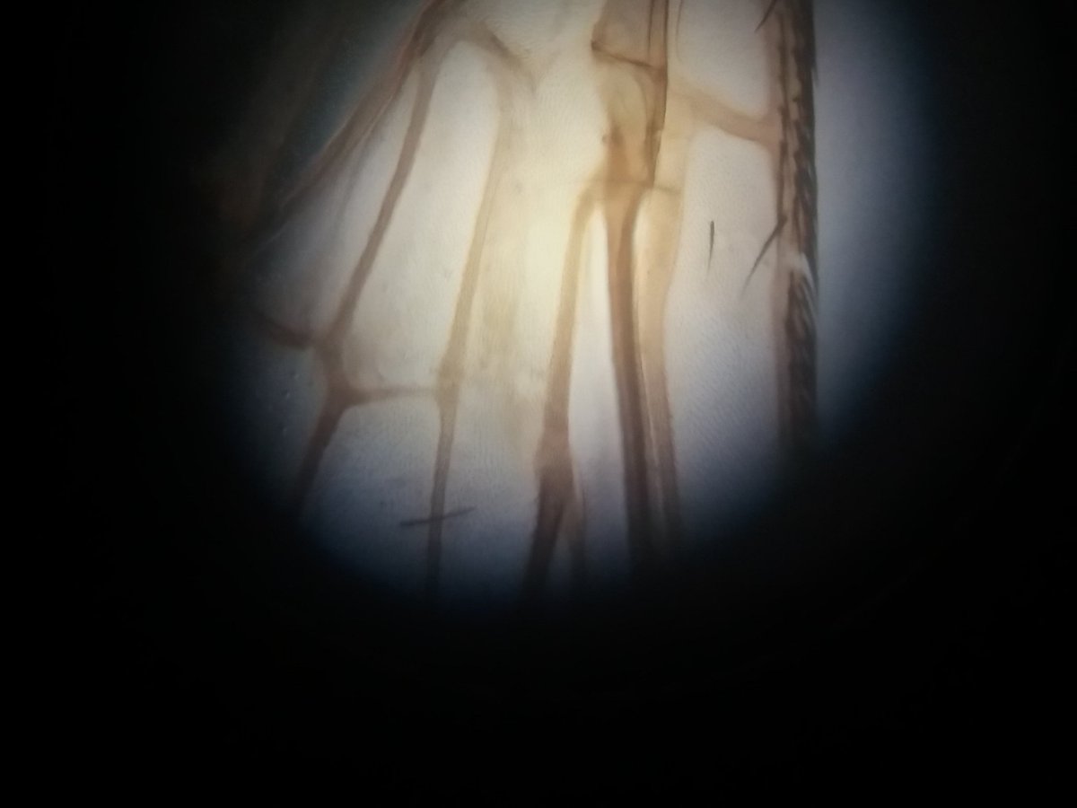 rafaelmmaroto's tweet photo. Aprovechando para pensar en #proyectosSTEAM y la integración del microscopio óptico (y tradicional)  con las TIC ¿relacionamos la anatomía y el vuelo de los insectos con la #DrónicaDidáctica? https://t.co/pgtJHwXj0m