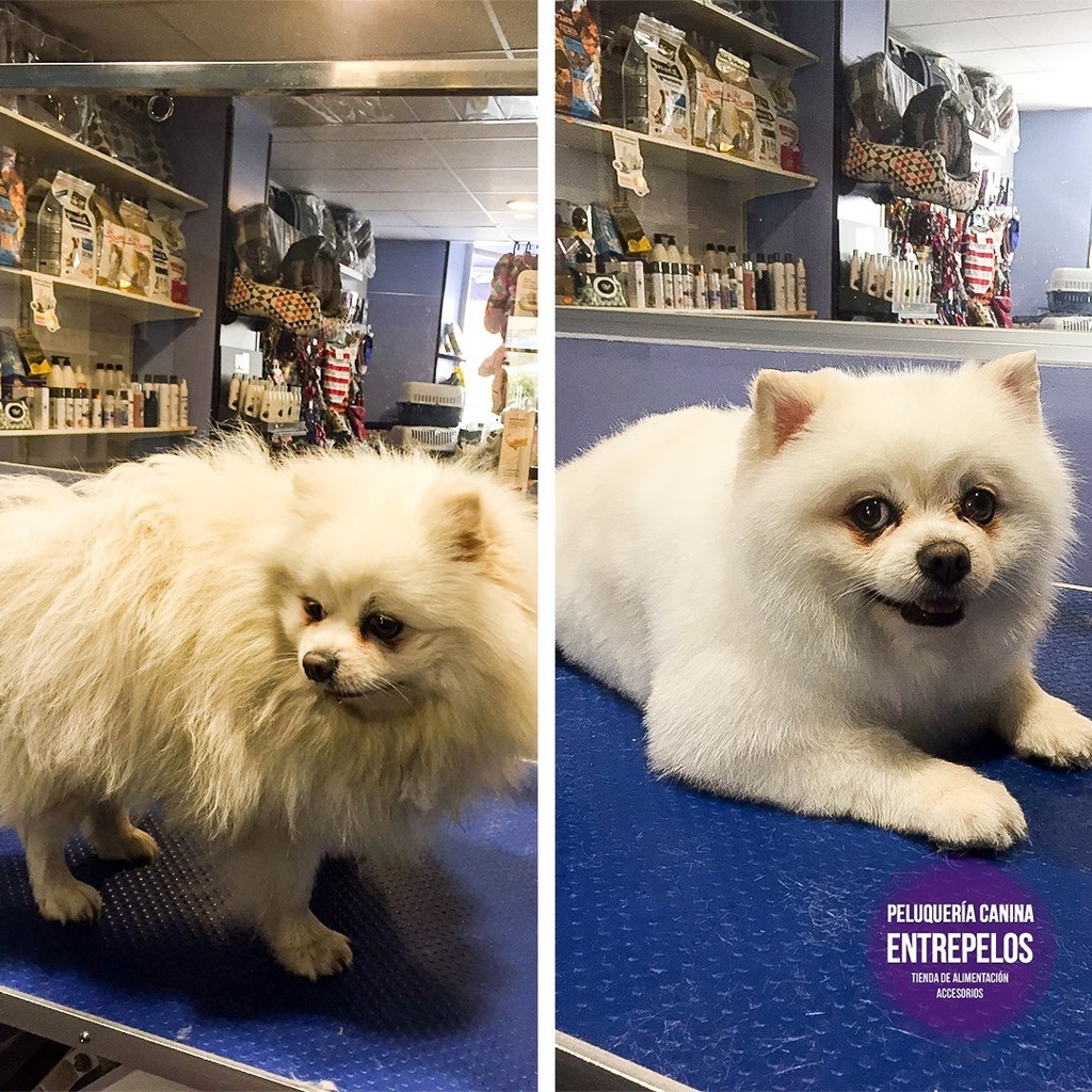 Os presento a "Odi", un amigo muy peludo. Ahora ya disfruta de este buen tiempo 🌞, mucho más cómodo gracias al quitado de volumen a tijera realizado. ✂️

¿Qué os parece? 🐶 😄