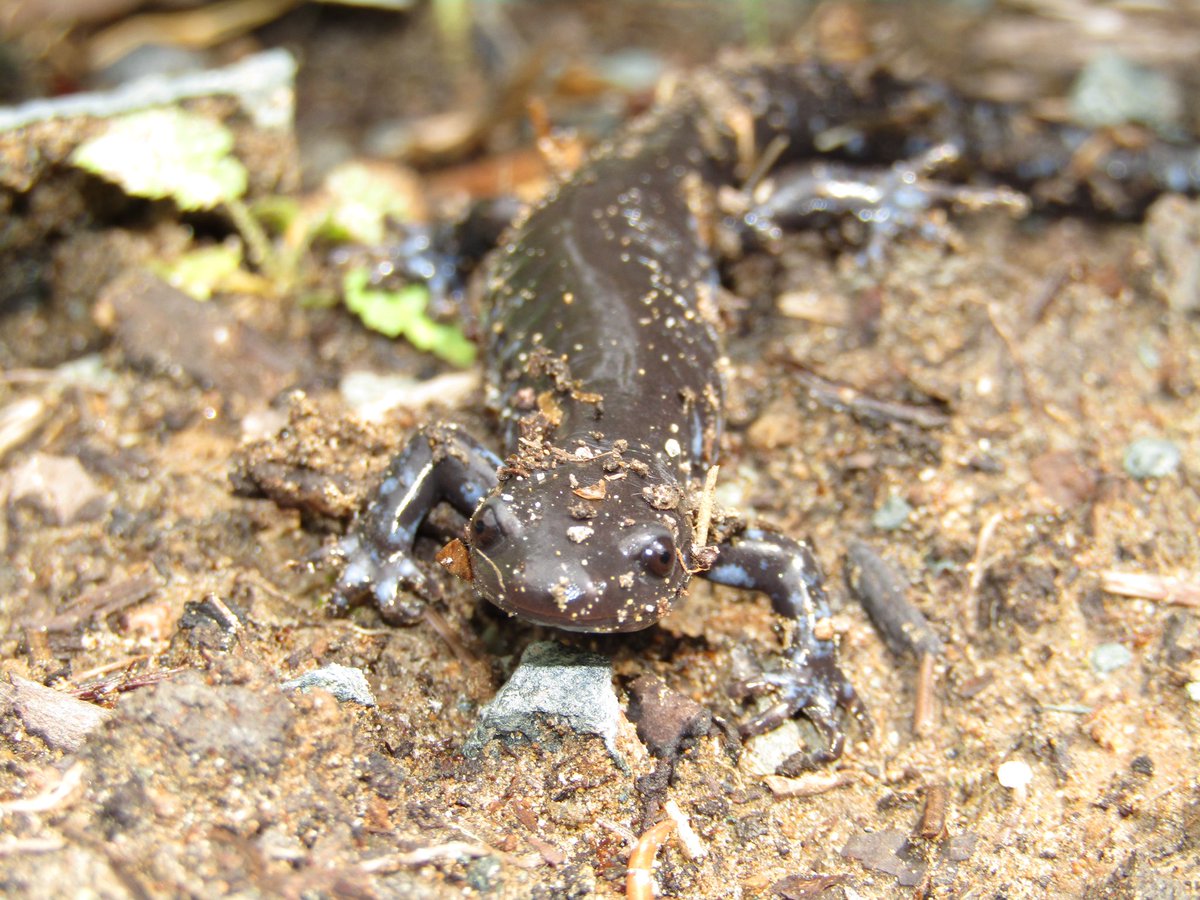 KaylaCatherine8's tweet photo. Found this little guy while weeding the garden. #canonphotography #naturelover #NatureBeauty #GardenersWorld #captureeverything #TwitterNatureCommunity #Salamanders #saveourplanet #lovetheearth #GardensHour #amateur #photographer #photooftheday #natureheals https://t.co/ckTF8i1idC