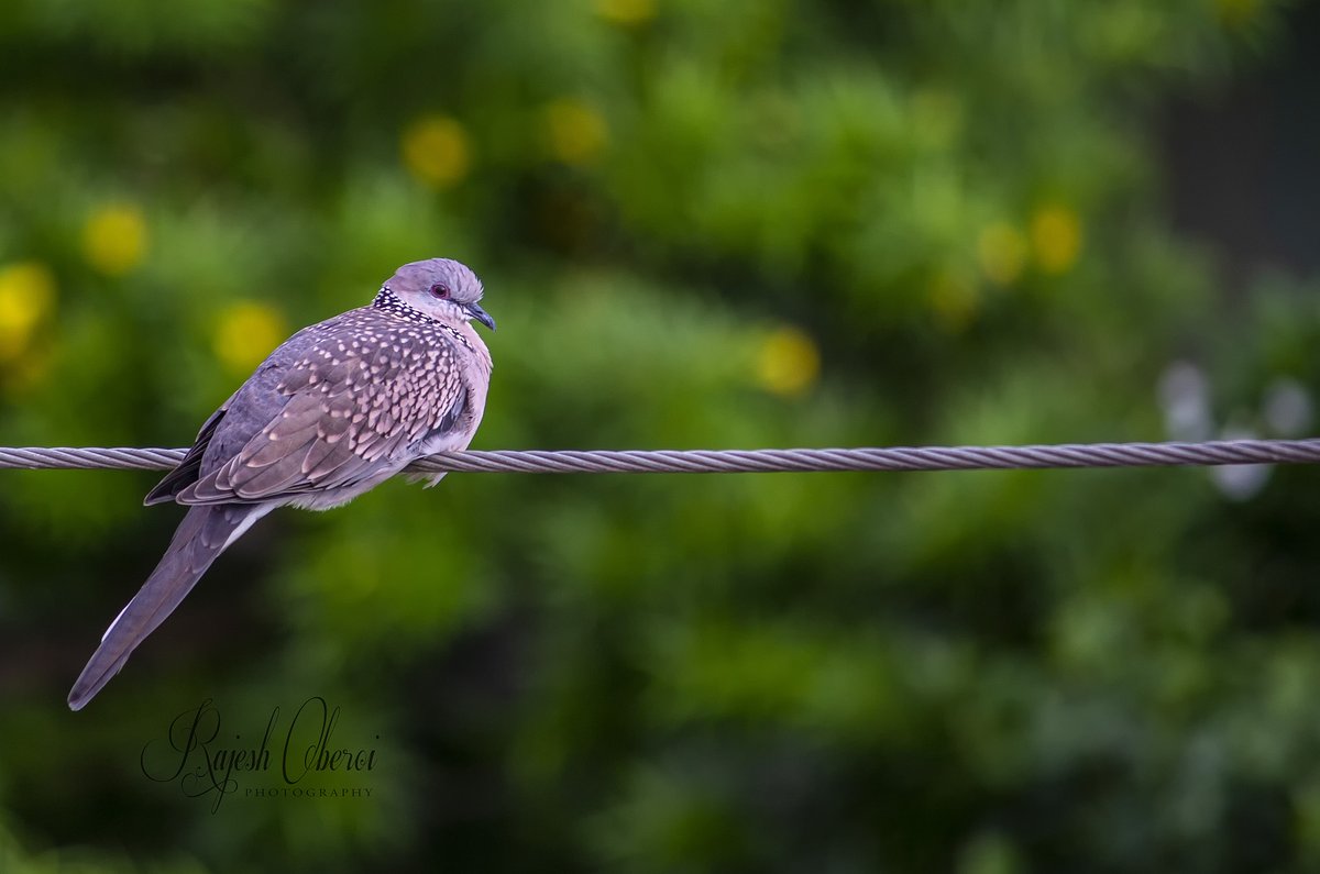 Spotted Dove #spotteddove #Dove 
#Munshipulia  #indiranagar #bird #birdphotography #wildlife #nature #beauty #IncredibleIndia  #photography #Mumbai  #lockdown #wildlifephotography #Canon #beauty  #laughingpigeon #pigeon #India