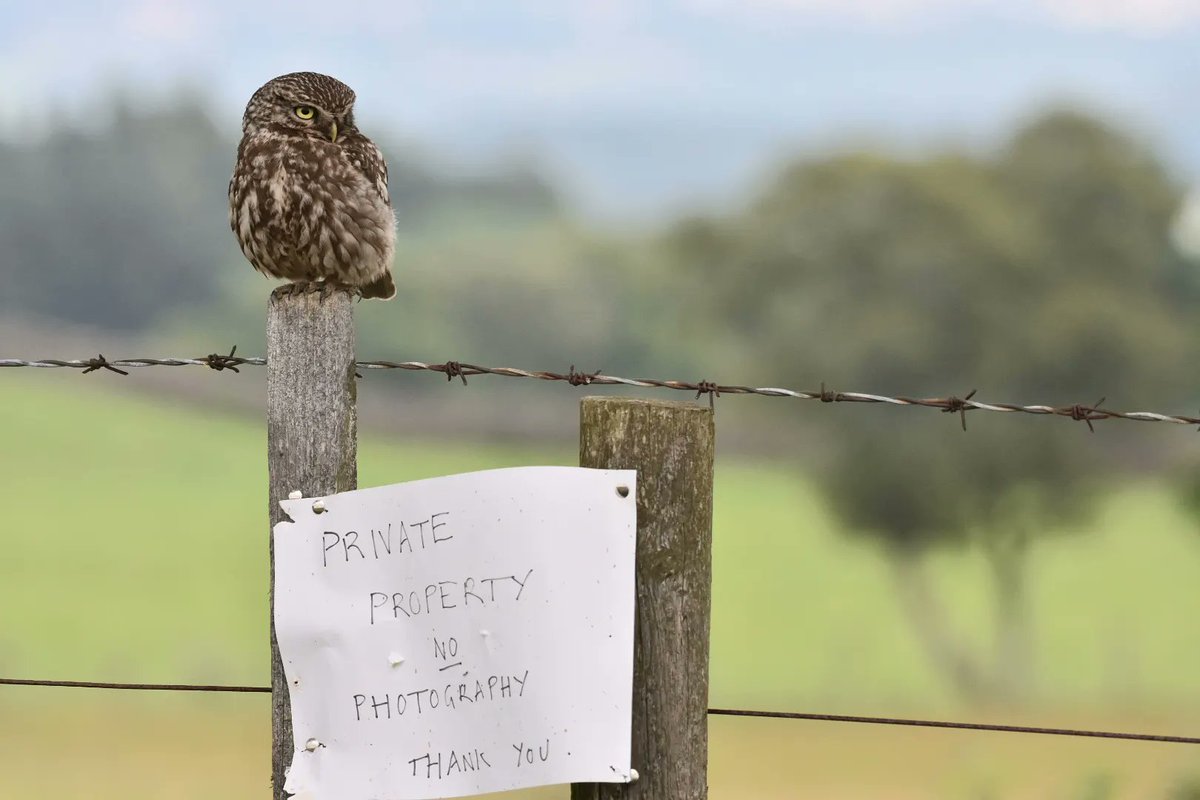 Jmitcheson1's tweet photo. Shy little owl @Natures_Voice @BBCSpringwatch @BBCEarth @WildlifeMag #Littleowl #Owl #wildlifephotography #nikonphotography https://t.co/ne9ZKteD8n