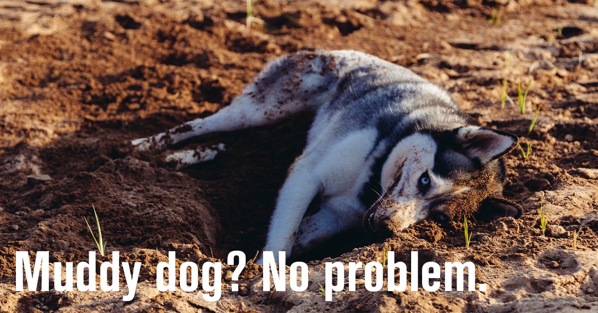 Are Dogs Allowed Inside Chuck And Dons