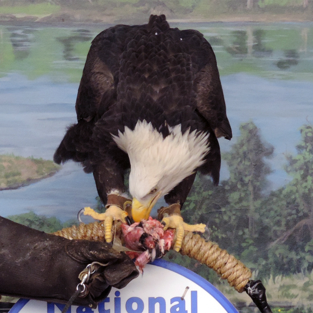 EAGLE 101: BIG EATERS, EAGLES HAVE A CHOKING FAIL-SAFE Eagles often eat very quick, swallow large chunks, and gorge themselves. Luckily for them, they have a "glottis", a small passage to their lungs bypassing their main airway to prevent choking! 🦅😲😍👍#OnlyinMN #YourEagleHQ