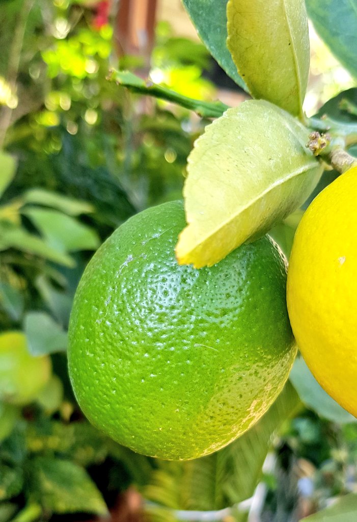 3 Ağustos 2021 saat 21:⁰⁰ a kadar bu twete RT eden 2 takipçimize yediveren limon fidanını çekilişle hediye ediyoruz.🐞