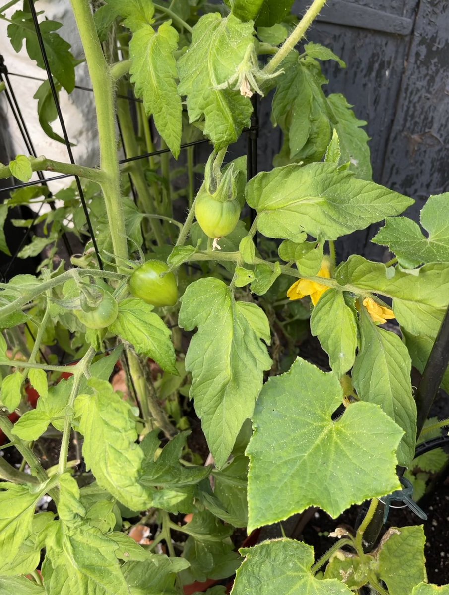 The hot weather recently might have melted me a bit but the tomatoes loved it. It’s a great tall plant this year.#GardeningTwitter #Tomato  should be tasty.🥰