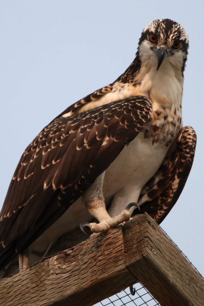 jw2008SS00's tweet photo. Osprey kind of day on the Boise River
#birds #osprey #idaho #boise #boiseriver #nature #bridsofprey #birdphotography #NaturePhotography #wildlifephotography https://t.co/7JJKNC4hdP